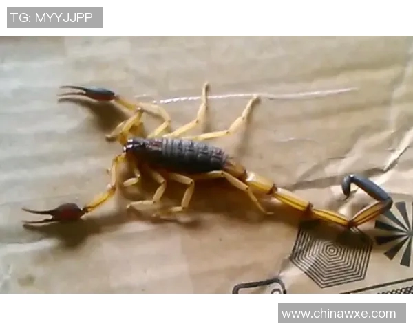 哥斯达黎加双色木蝎的独特魅力与生态价值探讨