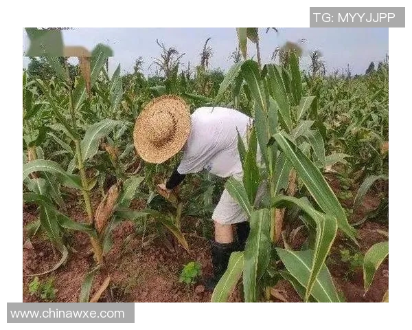 篮球明星雨鞋助你在雨天也能尽情挥洒汗水展现风采